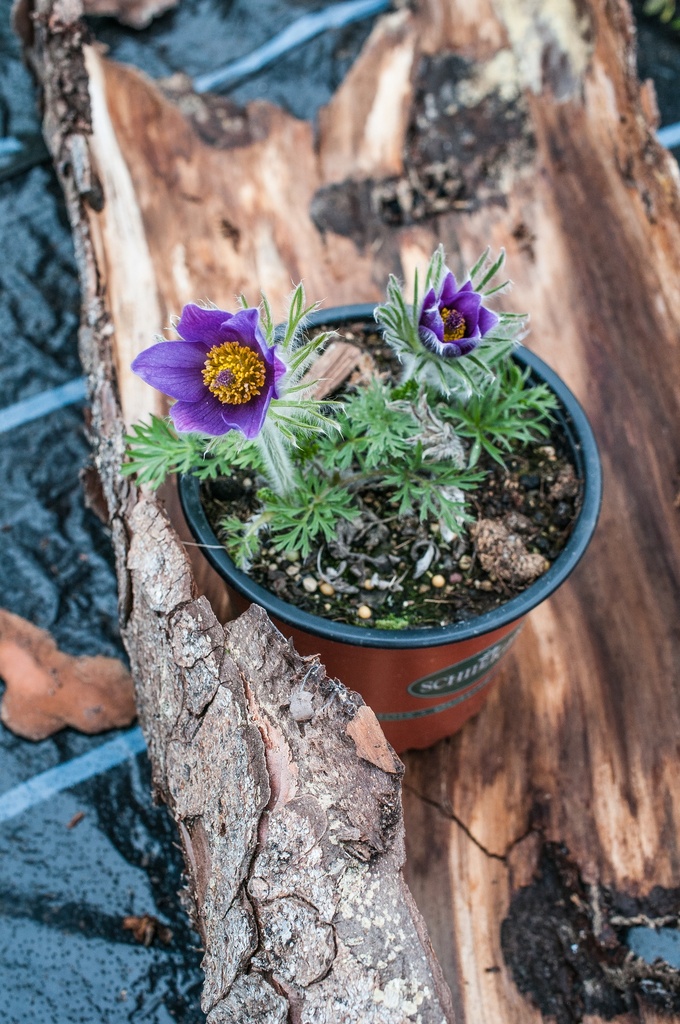 Pulsatilla vulgaris 'Blaue Glocke'