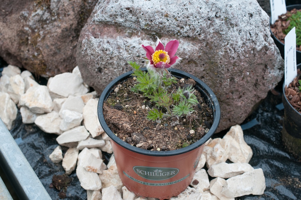 Pulsatilla vulgaris 'Rote Glocke'