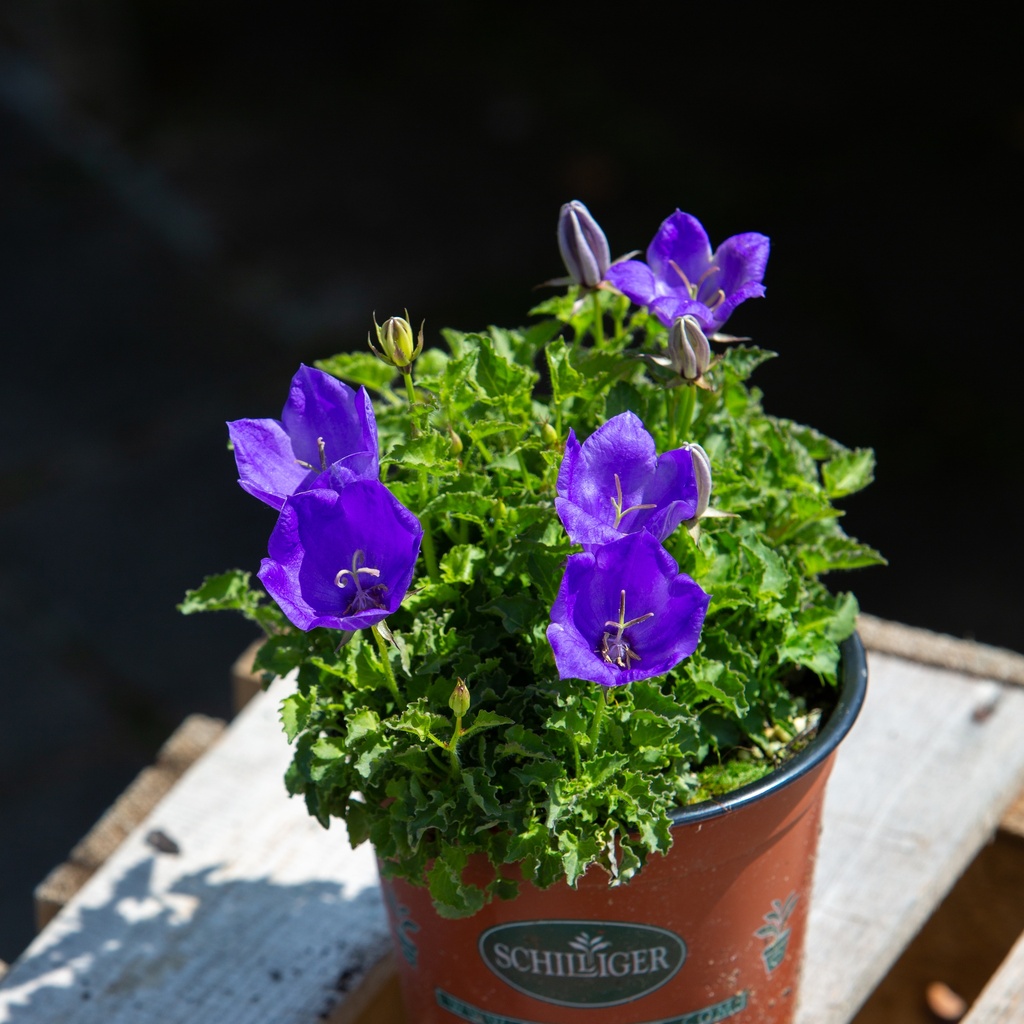 Campanula carpatica 'Deep Blue'