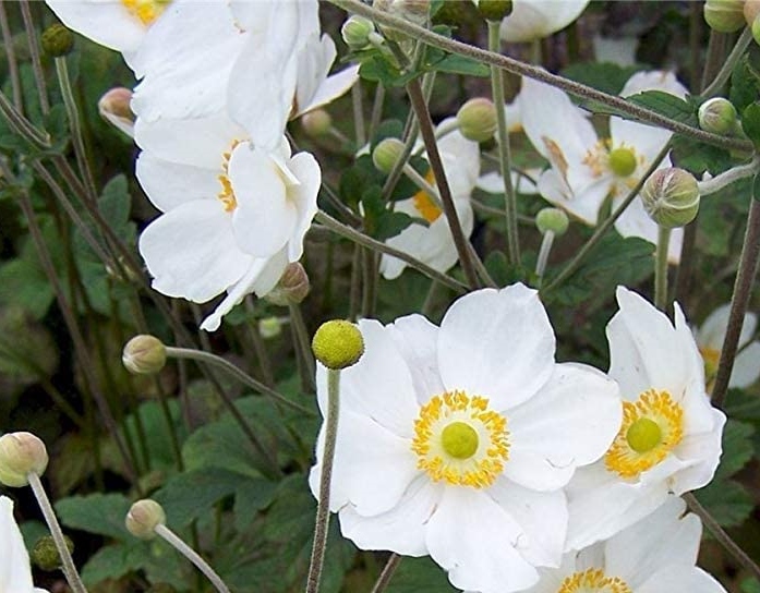 Anemone hupehensis 'Honorine Jobert'