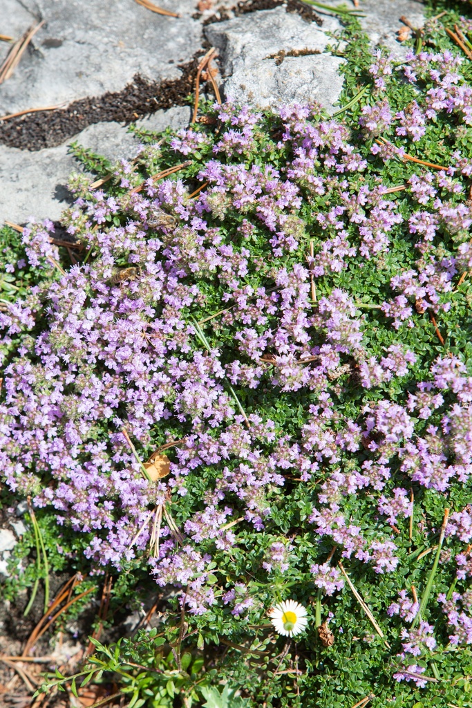 Thymus serpyllum 'Magic Carpet'