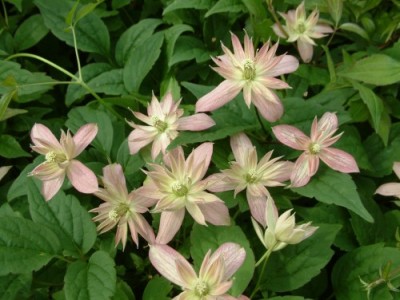 Clematis montana 'Marjorie'