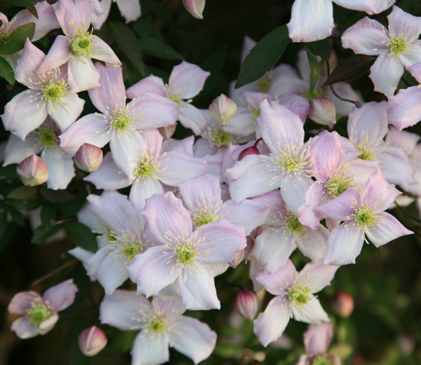 Clematis montana 'Mayleen'