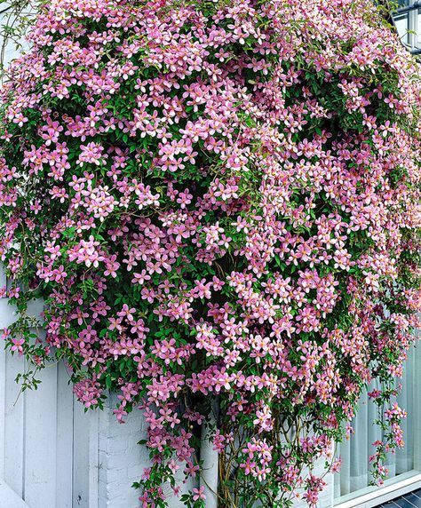 Clematis montana 'Rubens'