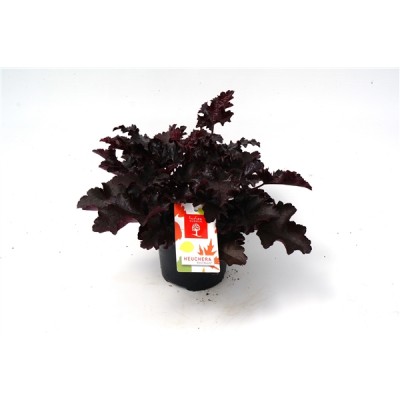 Heuchera 'Black Beauty'