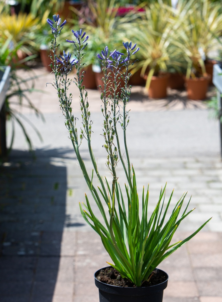 Camassia leuchlinii 'Blaue Donau'