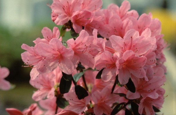 Azalea japonica 'Madame Van Hecke'