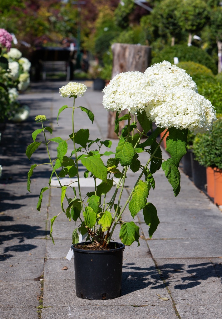 Hydrangea arborescens 'Annabelle'