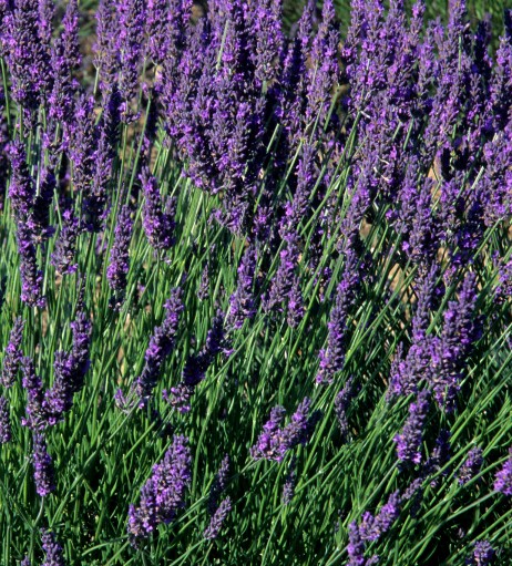 Lavandula augustifolia