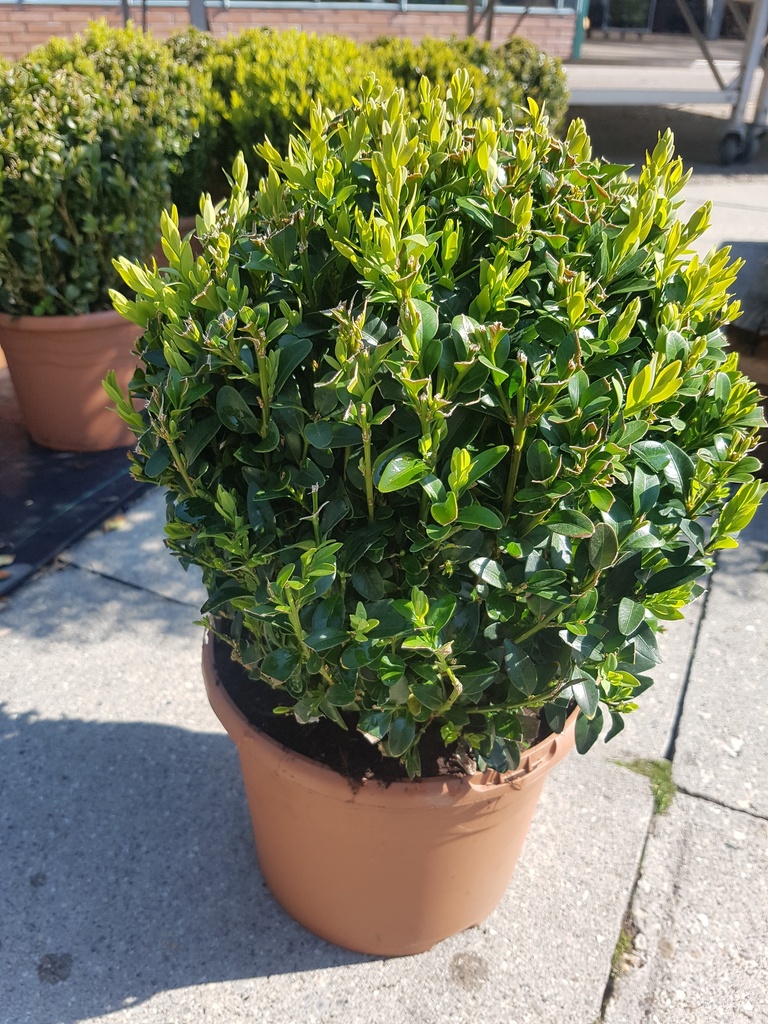Buxus sempervirens