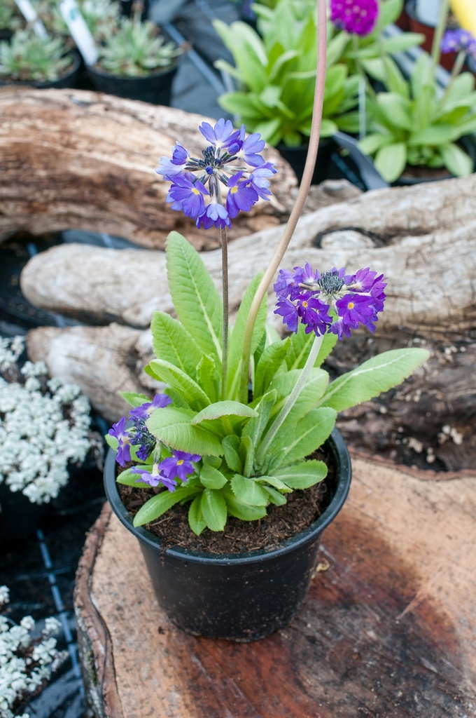 Primula denticulata