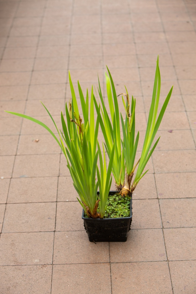 Plante aquatique