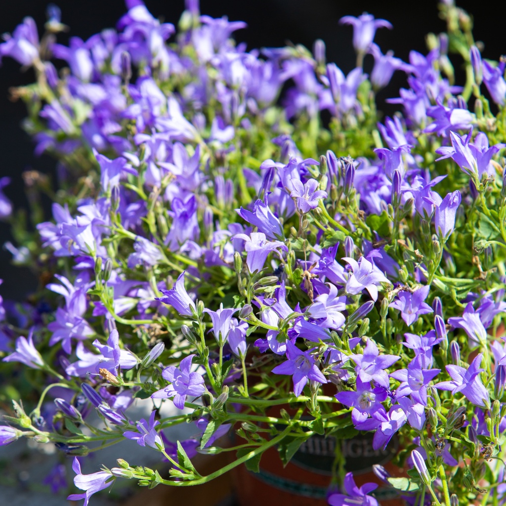 Campanula portenschlagiana