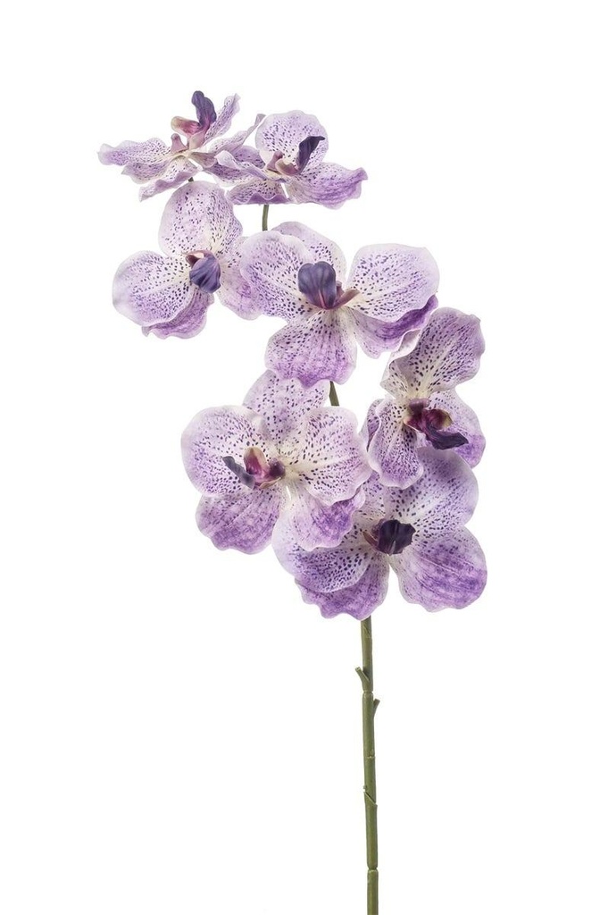 Vanda en branche artificiel