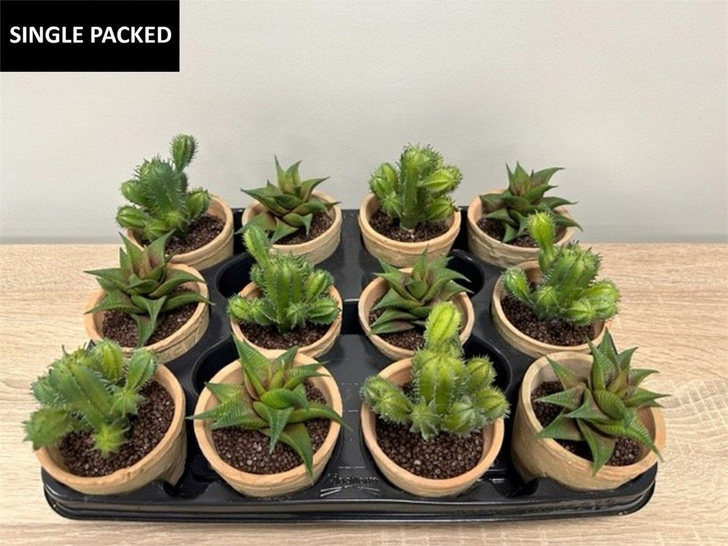 Plante grasse en pot artificielle