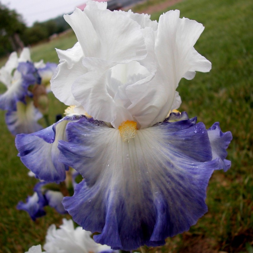 Iris germanica 'Fabuleux'