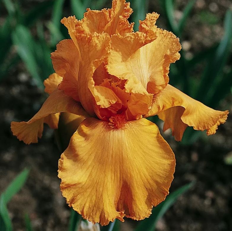 Iris germanica 'Feu Du Ciel'