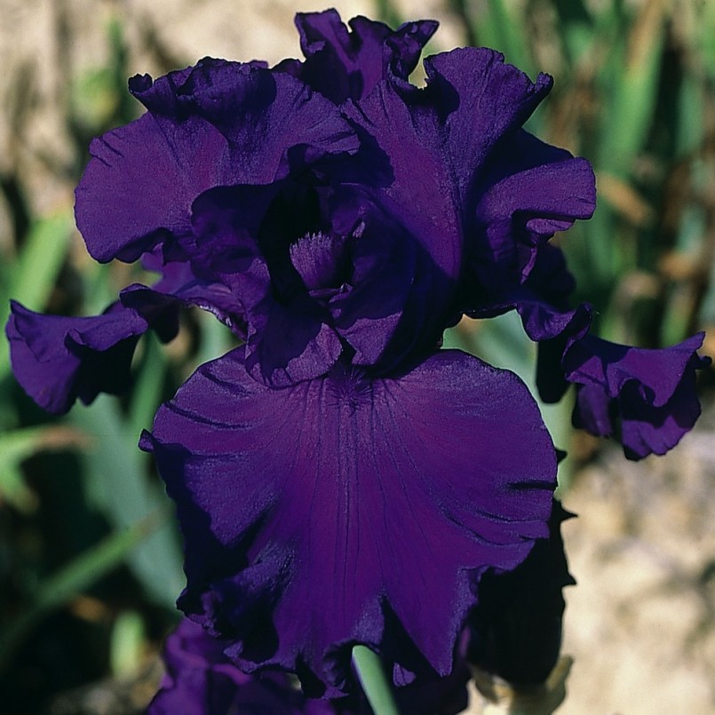 Iris germanica 'High Stakes'