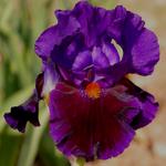Iris germanica 'Local Color'
