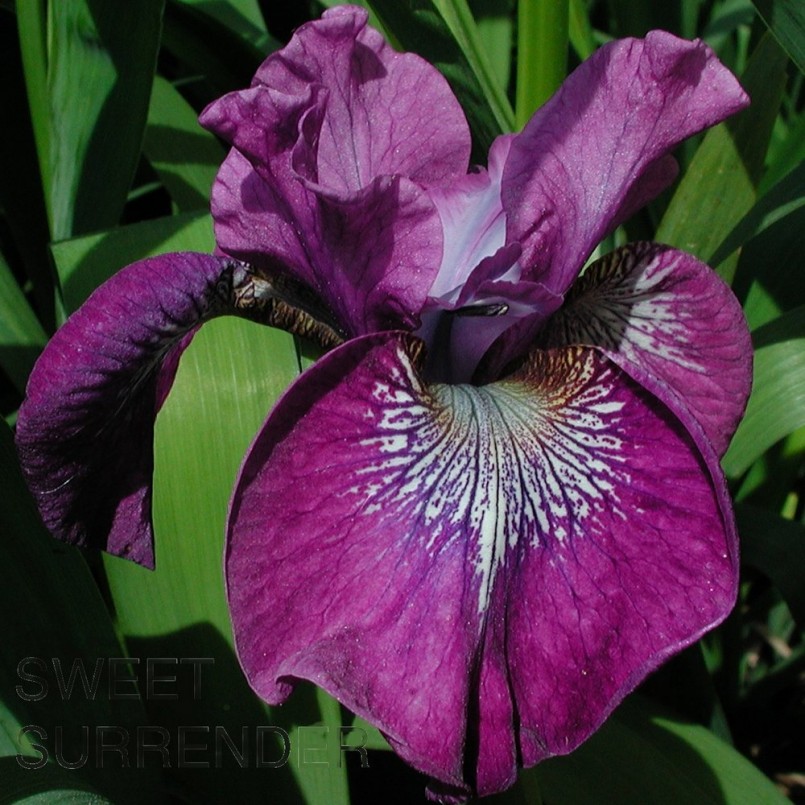 Iris sibirica 'Sweet Surrender'