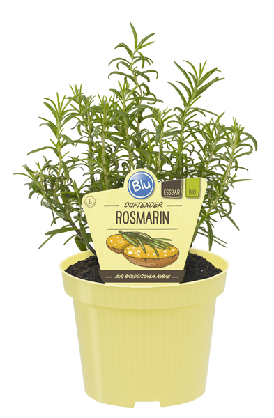 Rosmarinus officinalis