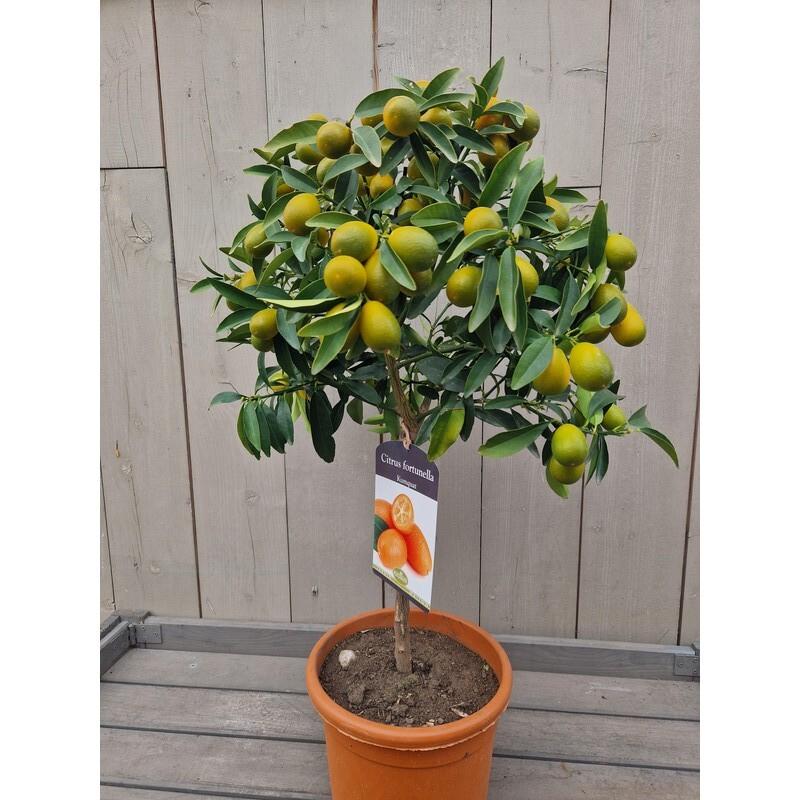 Citrus fortunella 'Margarita'