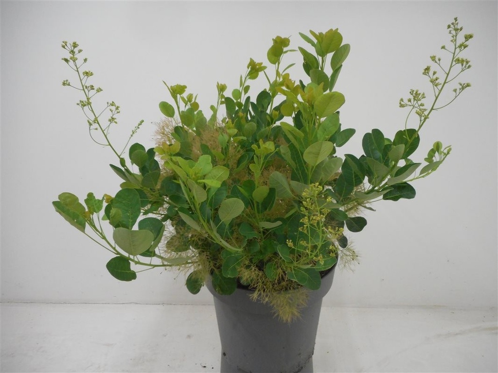 Cotinus coggygria 'Young Lady'