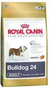 English Bulldog 12 kg