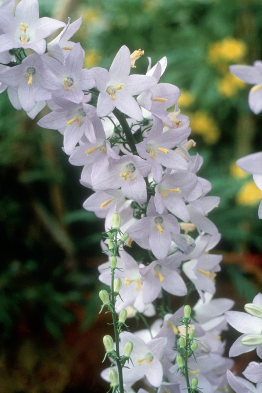 Campanula 'Solidora Carmen'