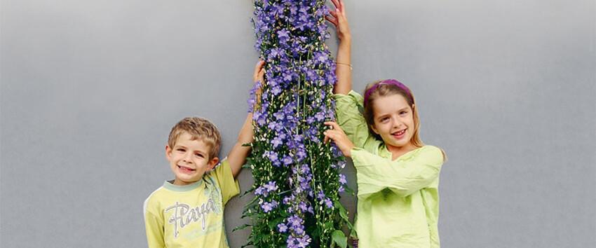 Campanula 'Solidora Aida'