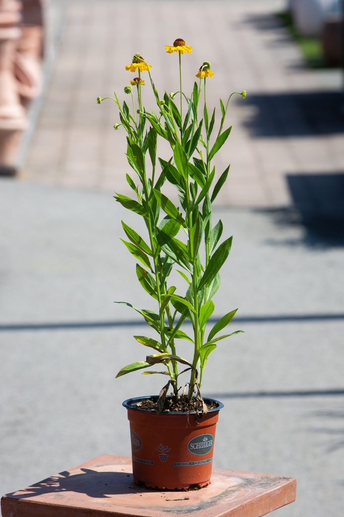 Helenium 'Wesergold'
