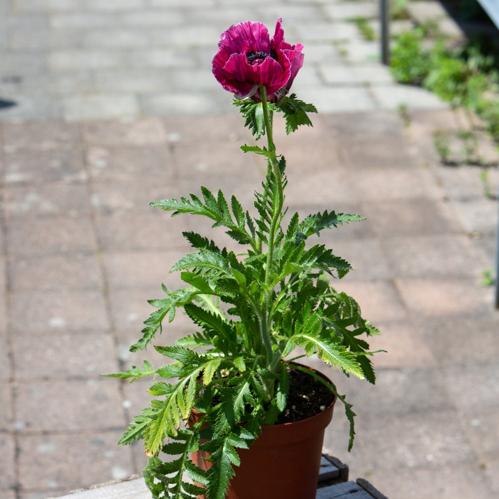 Papaver orientale 'Patty's Plum'