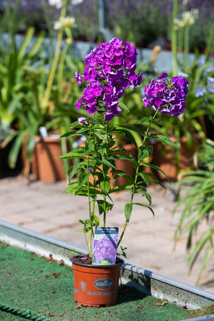 Phlox paniculata 'Adessa Purple Star'