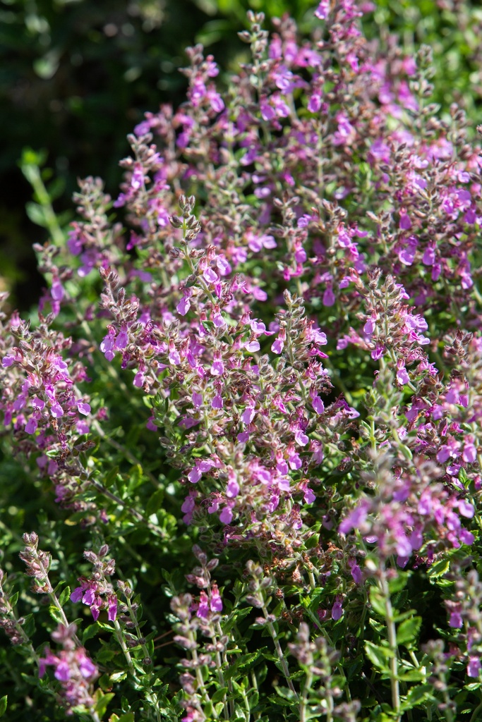 Teucrium x lucidrys