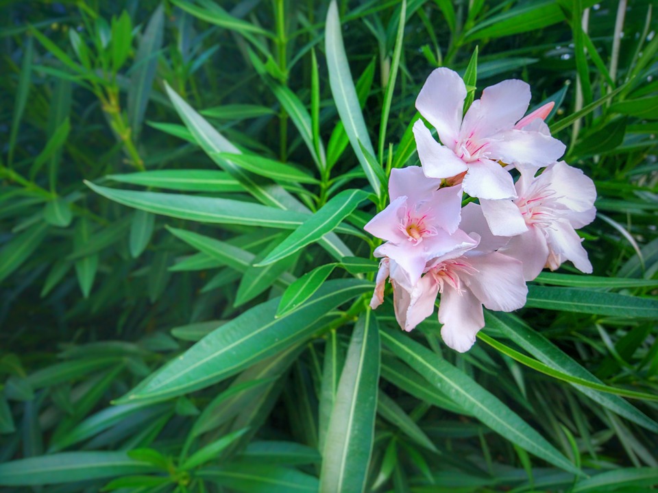 Nerium oleander