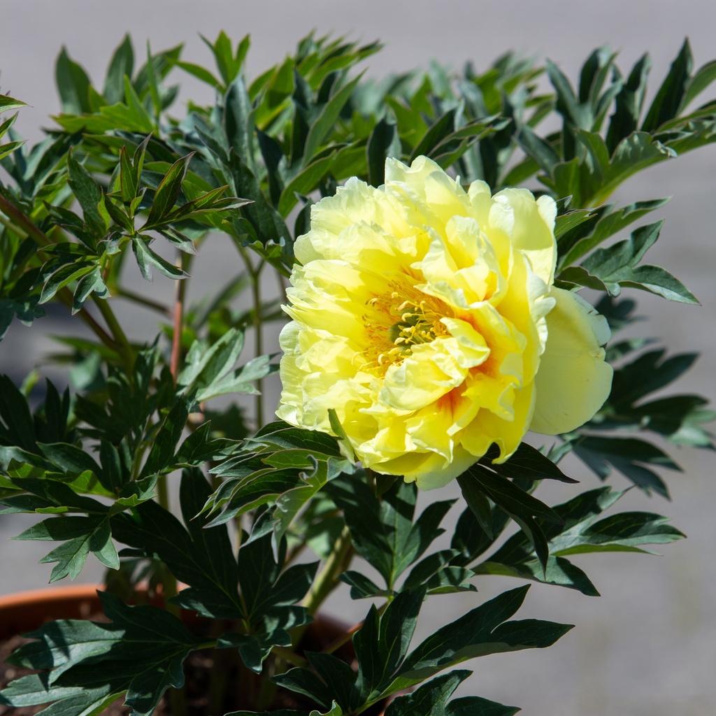 Paeonia Itoh-Hybrids 'Bartzella'