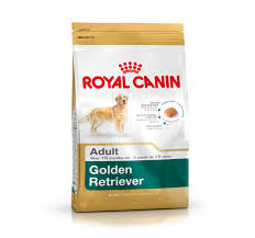 Golden Retriever 12 kg