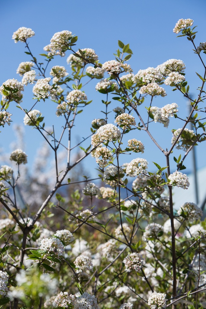 Viburnum x burkwoodii