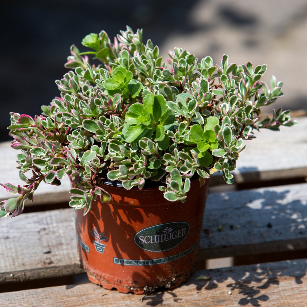 Sedum spurium 'Tricolor'