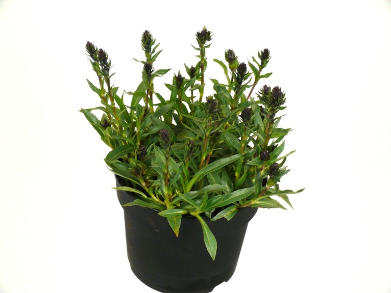 Veronica gentianoides