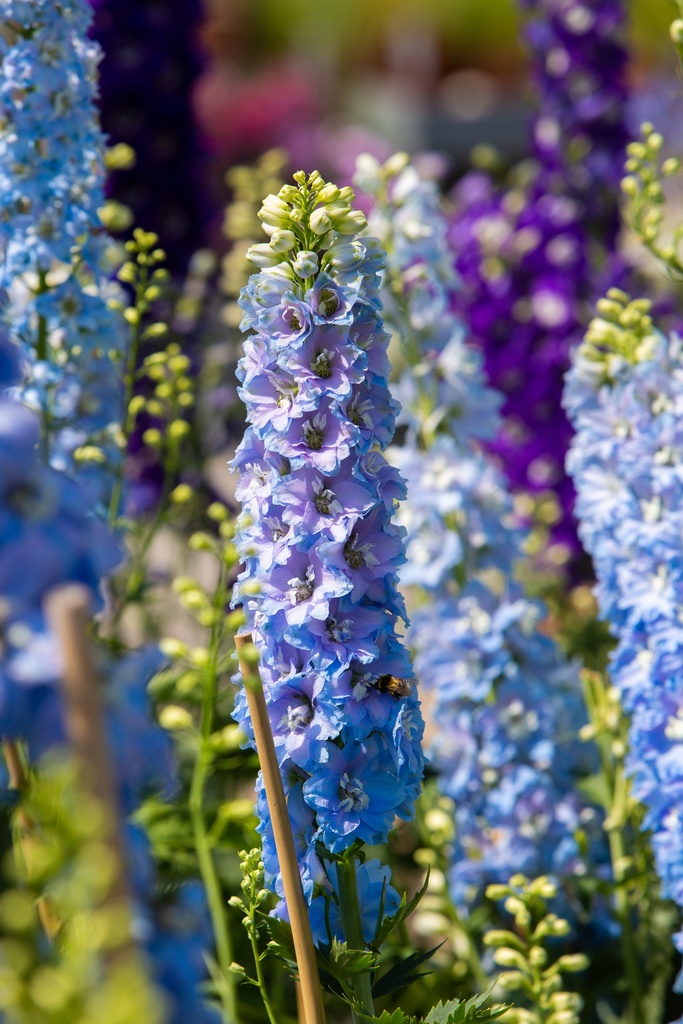 Delphinium Pacific bleu oeil noir