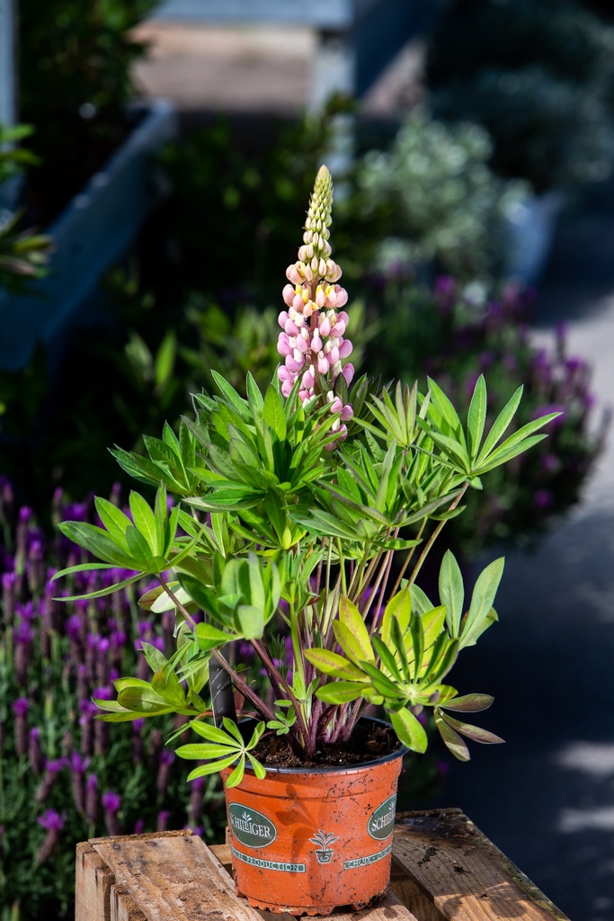 Lupinus 'Gallery Rose'