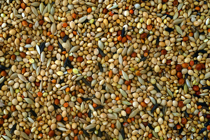 Mél. pour exotiques 5 kg EX