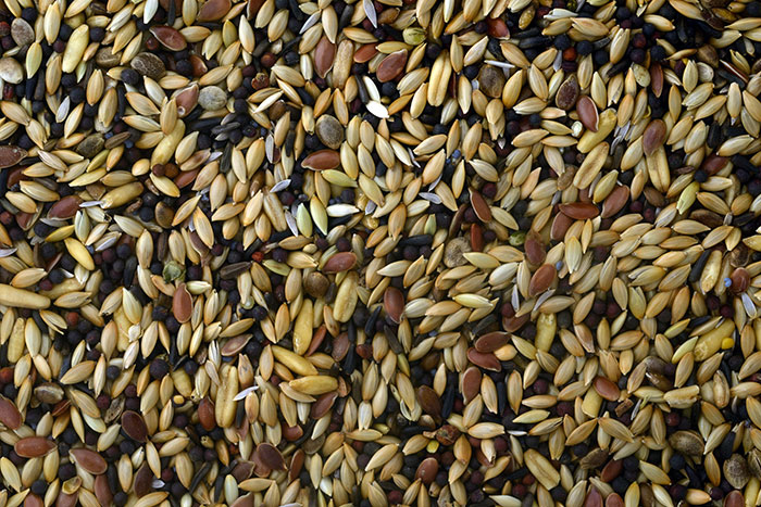 Mél. pour canaris chanteurs 5 kg KN