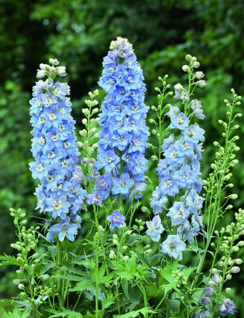 Delphinium 'Jupiter Sky Blue'