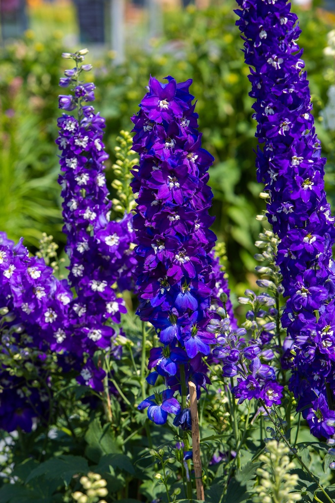 Delphinium Pacific bleu azur oeil blanc