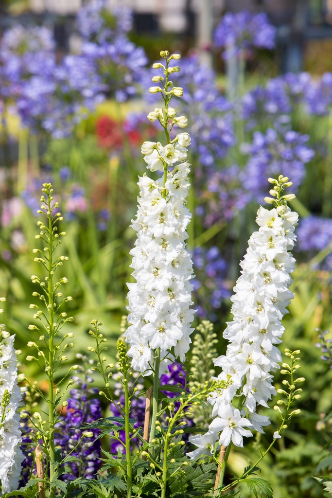 Delphinium 'Jupiter White'