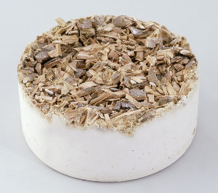 Pierre minéral avec écorce de saule NSW