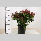 Skimmia japonica 'Rubella'