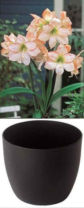Amaryllis Gloria Blanc au bord rouge